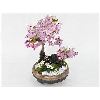 大切な盆栽が枯れたらどうする ヒーリング フォレスト 盆栽 植物屋さん Note