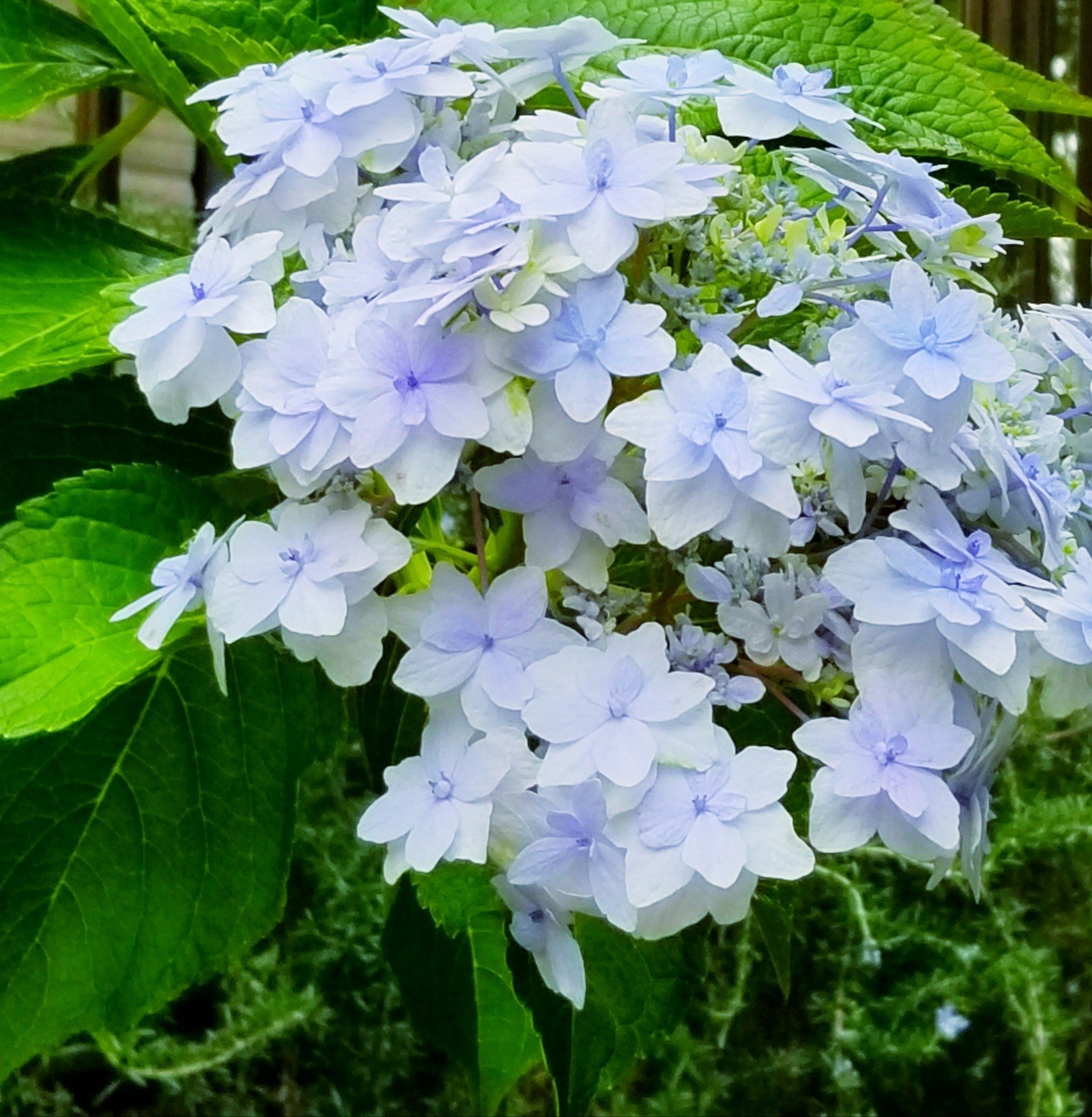 秋の紫陽花 の新着タグ記事一覧 Note つくる つながる とどける 秋の紫陽花 の新着タグ記事一覧 Note つくる つながる とどける
