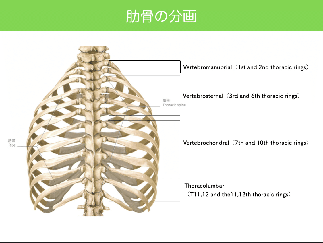 論文抄読】Diane Lee,Biomechanics of the thorax – research evidence