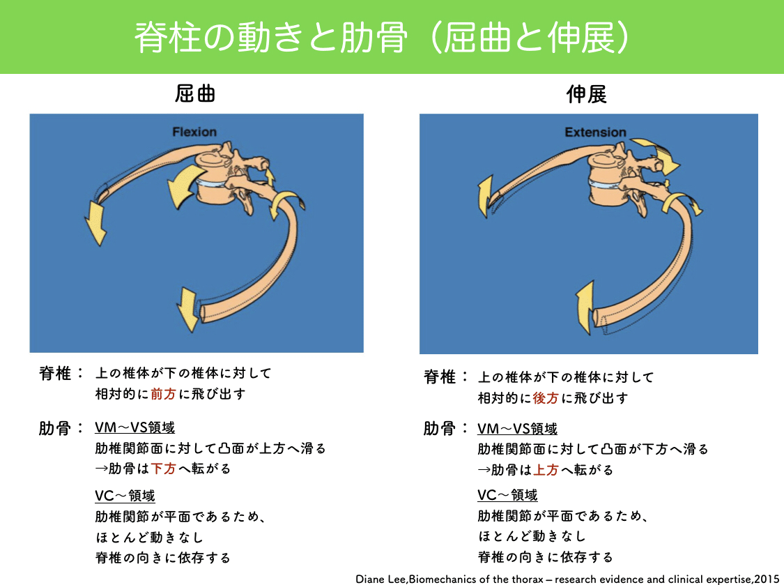 論文抄読】Diane Lee,Biomechanics of the thorax – research evidence