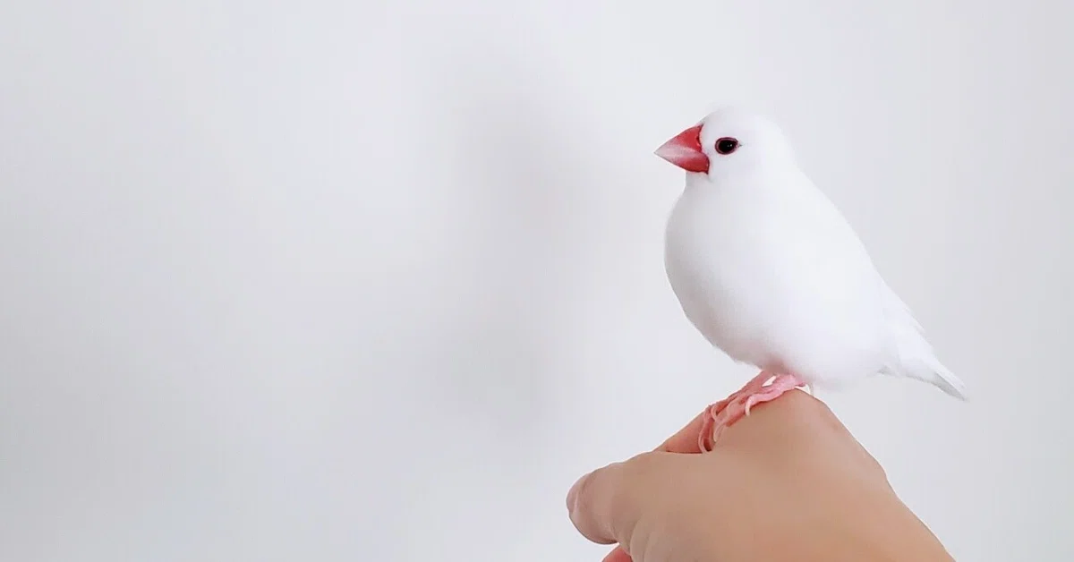 画像9