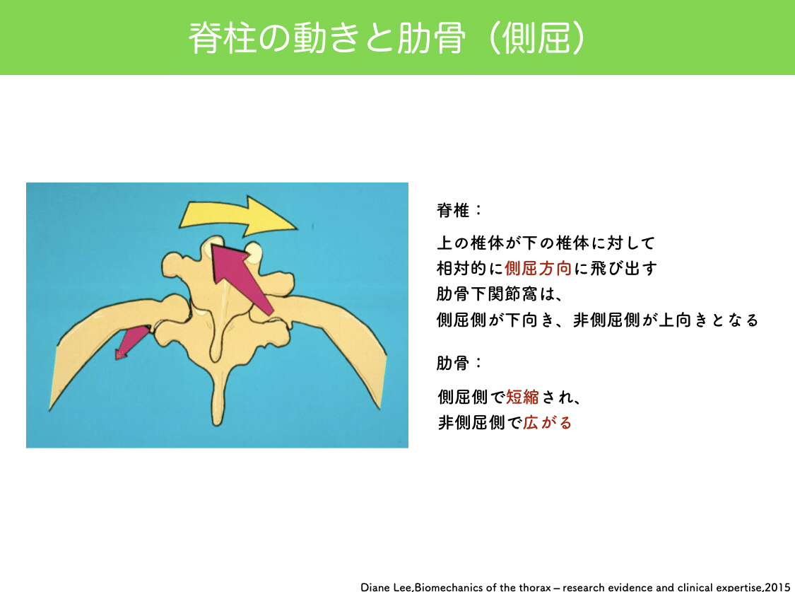論文抄読】Diane Lee,Biomechanics of the thorax – research evidence