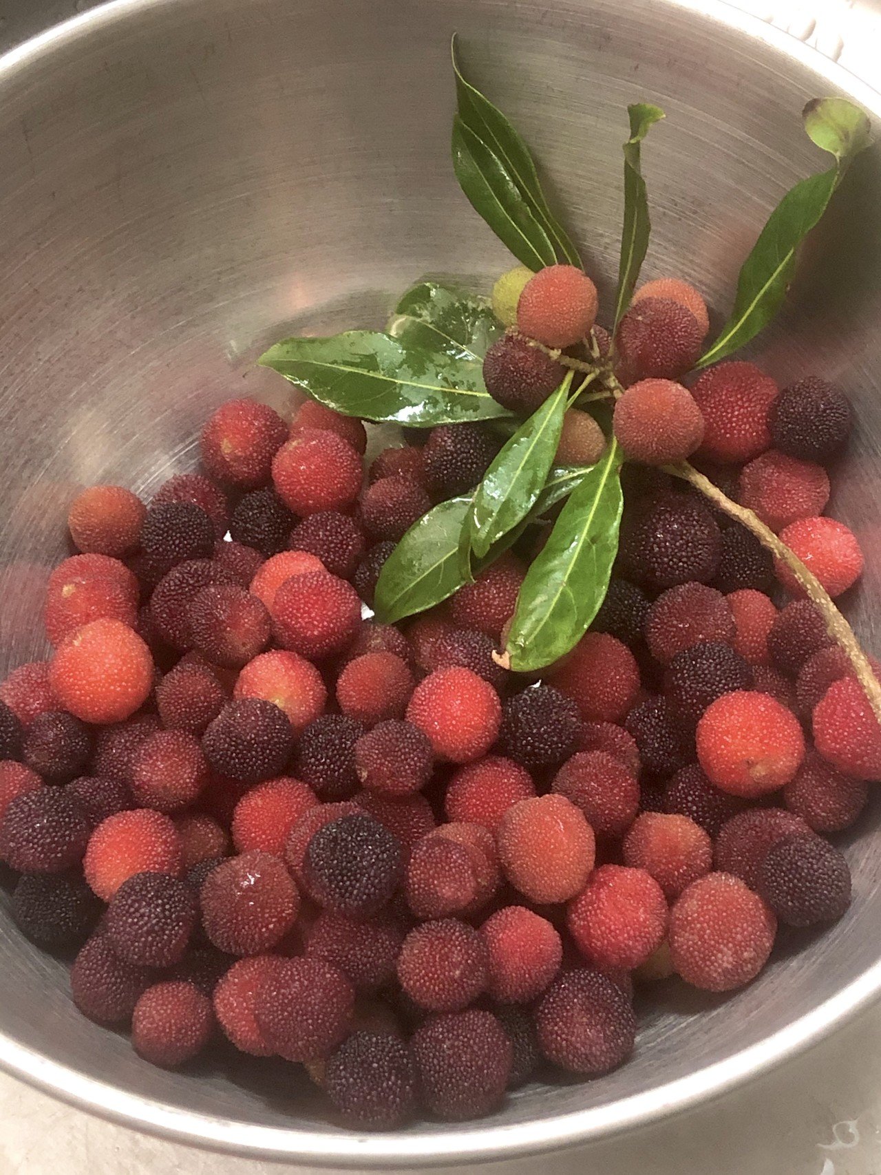 ヤマモモ ~ 菌と持ちつ持たれつの美味しい実｜Kigi 波多野ゆふ