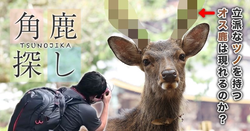超かっこいい角鹿 ツノジカ を探しに奈良公園へ ごりらいおん編集部 Note