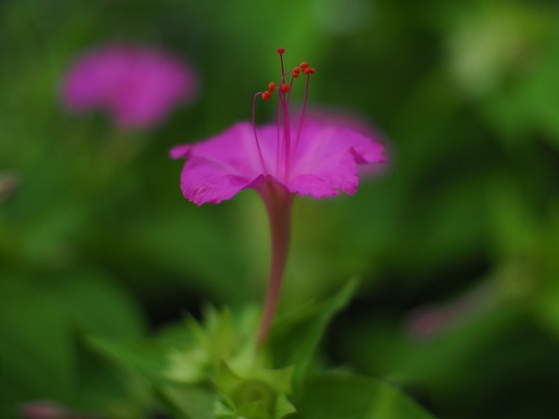 オシロイバナ花横から