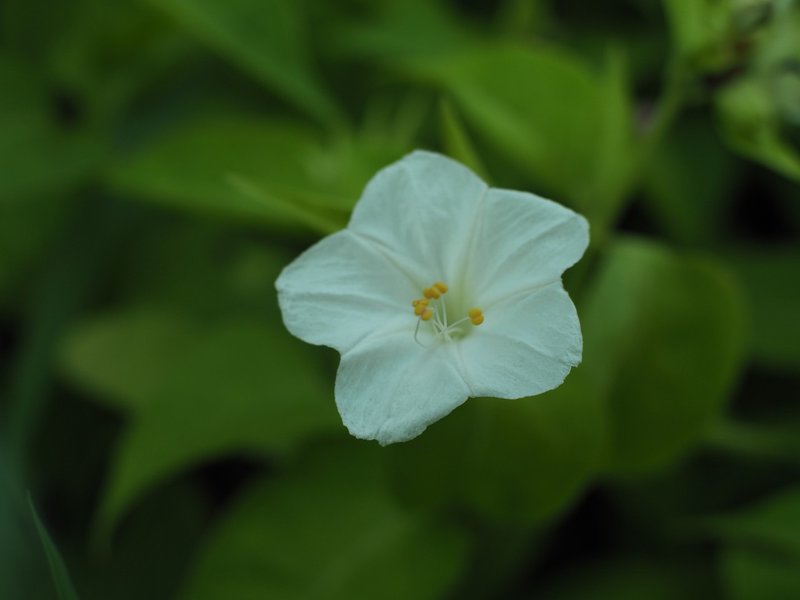 オシロイバナ白花