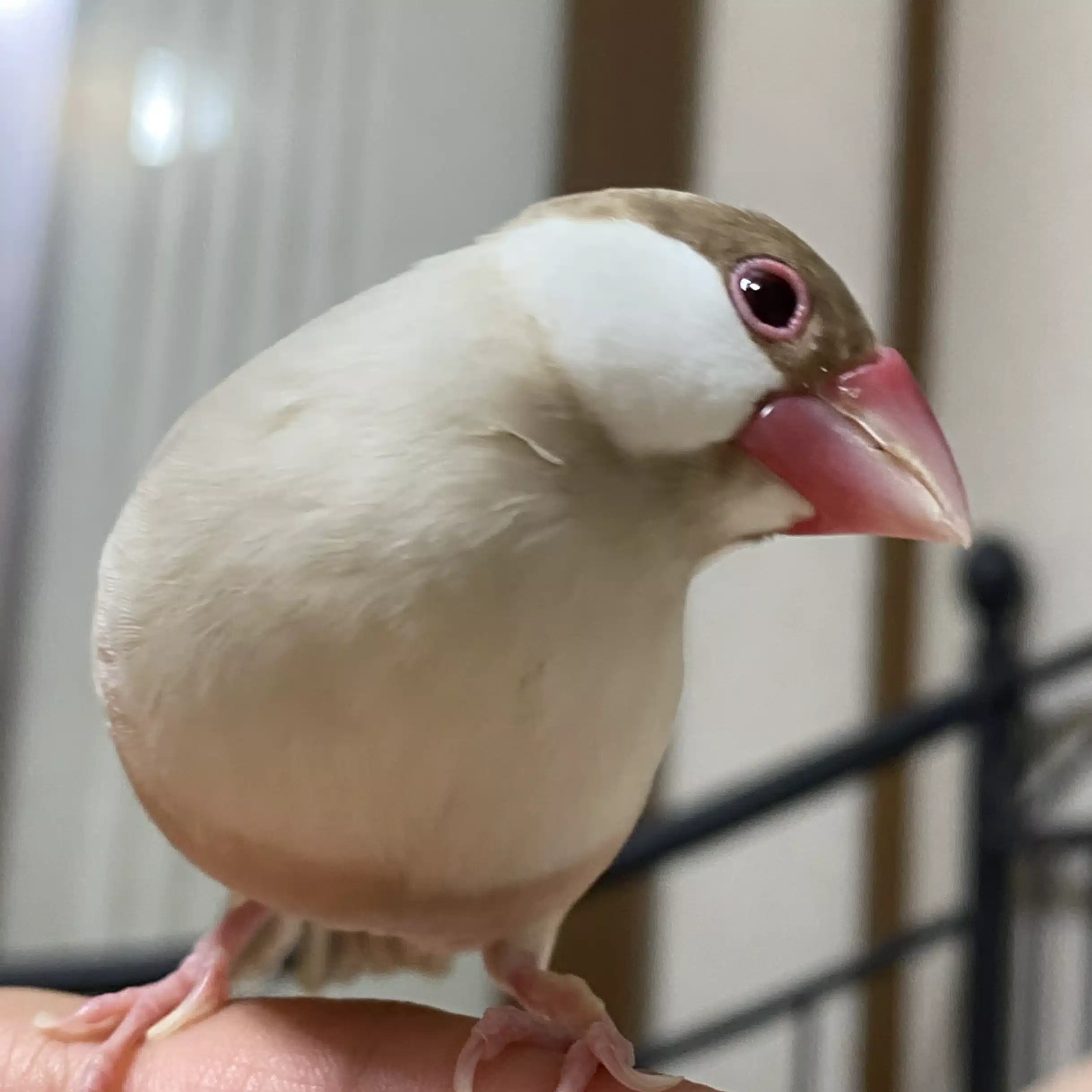 ひのはらみめい