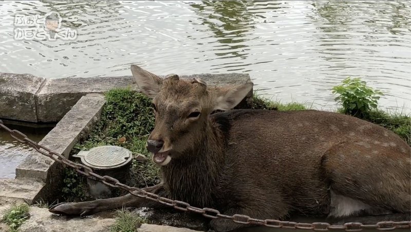 超かっこいい角鹿 ツノジカ を探しに奈良公園へ ごりらいおん編集部 Note