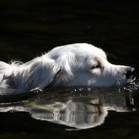 おぐら的アヴァランチまとめ おぐら Note