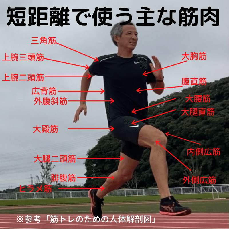 筋肉の使い方が違う 短距離と長距離を走る時の筋肉の使い方を調べてみた Kenkitano Running College ランニングカレッジ Note