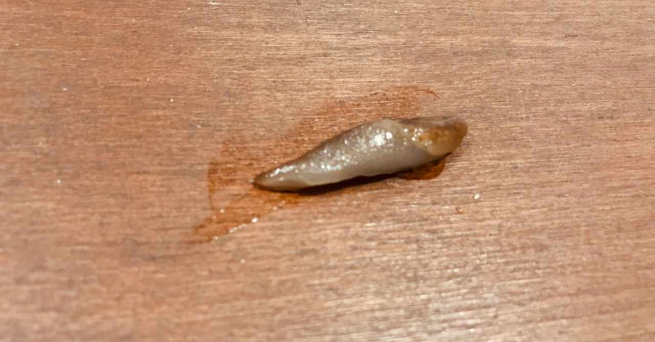 ナメクジ の新着タグ記事一覧 Note つくる つながる とどける