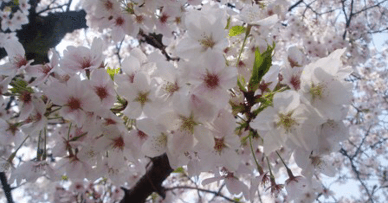 【歌詞】桜が降る