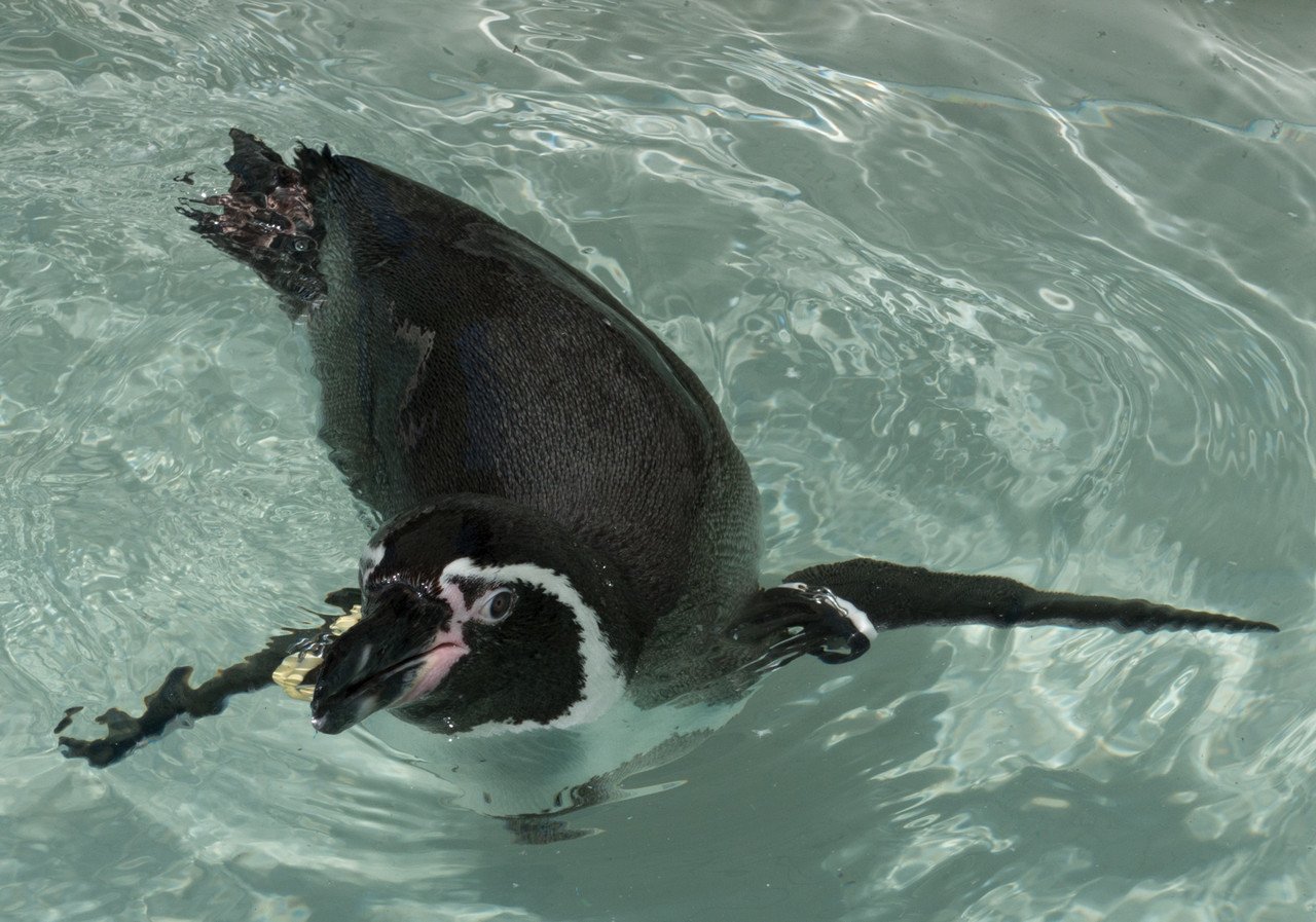 すいすいペンギン001