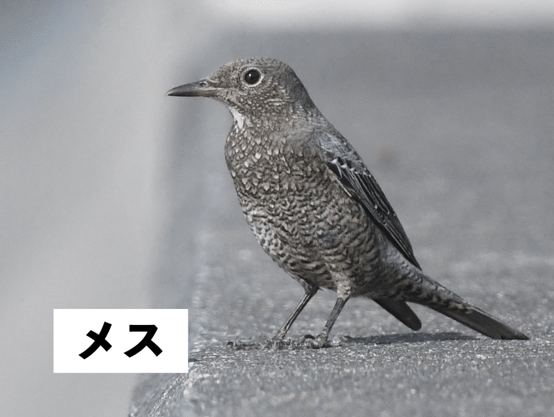 身近で気になる野鳥ランキング Best５０ 浜松科学館 みらいーら