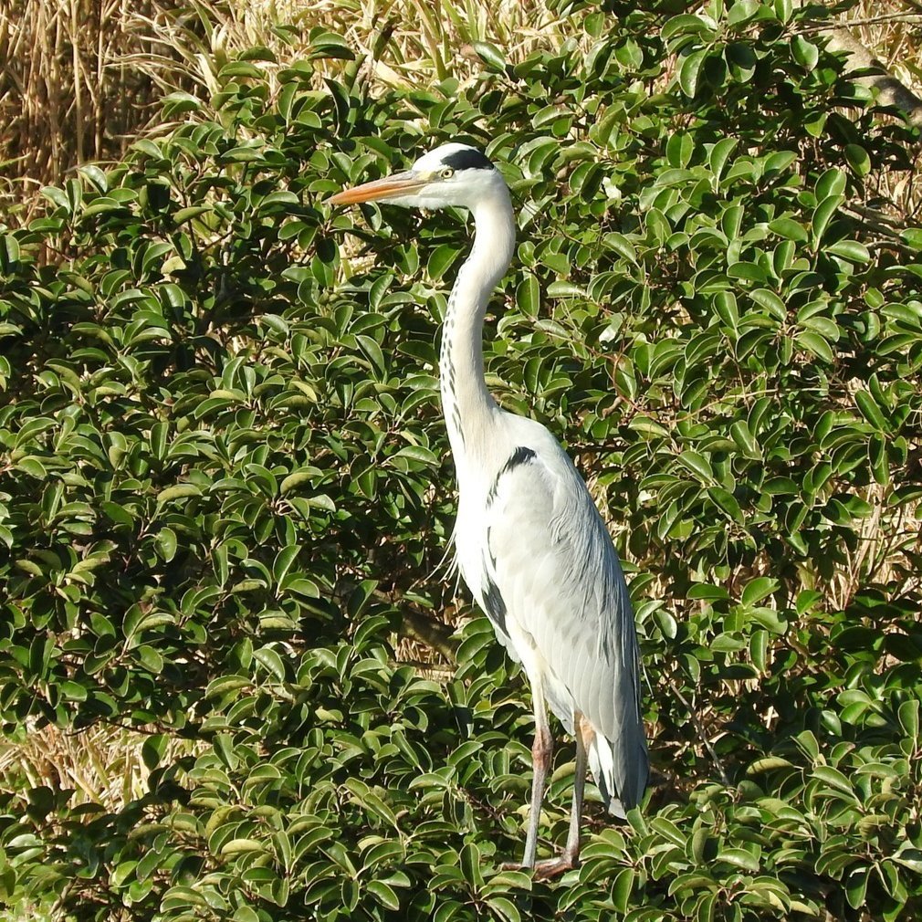 身近で気になる野鳥ランキング Best５０ 浜松科学館 みらいーら