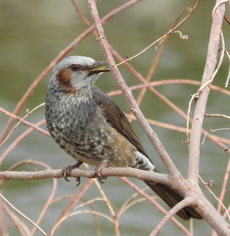 身近で気になる野鳥ランキング Best５０ 浜松科学館 みらいーら