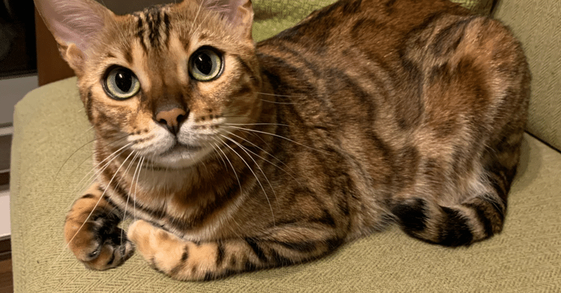 ベンガル猫ってどんな猫 A Little Lennon Note ベンガル猫ってどんな猫 A Little Lennon Note