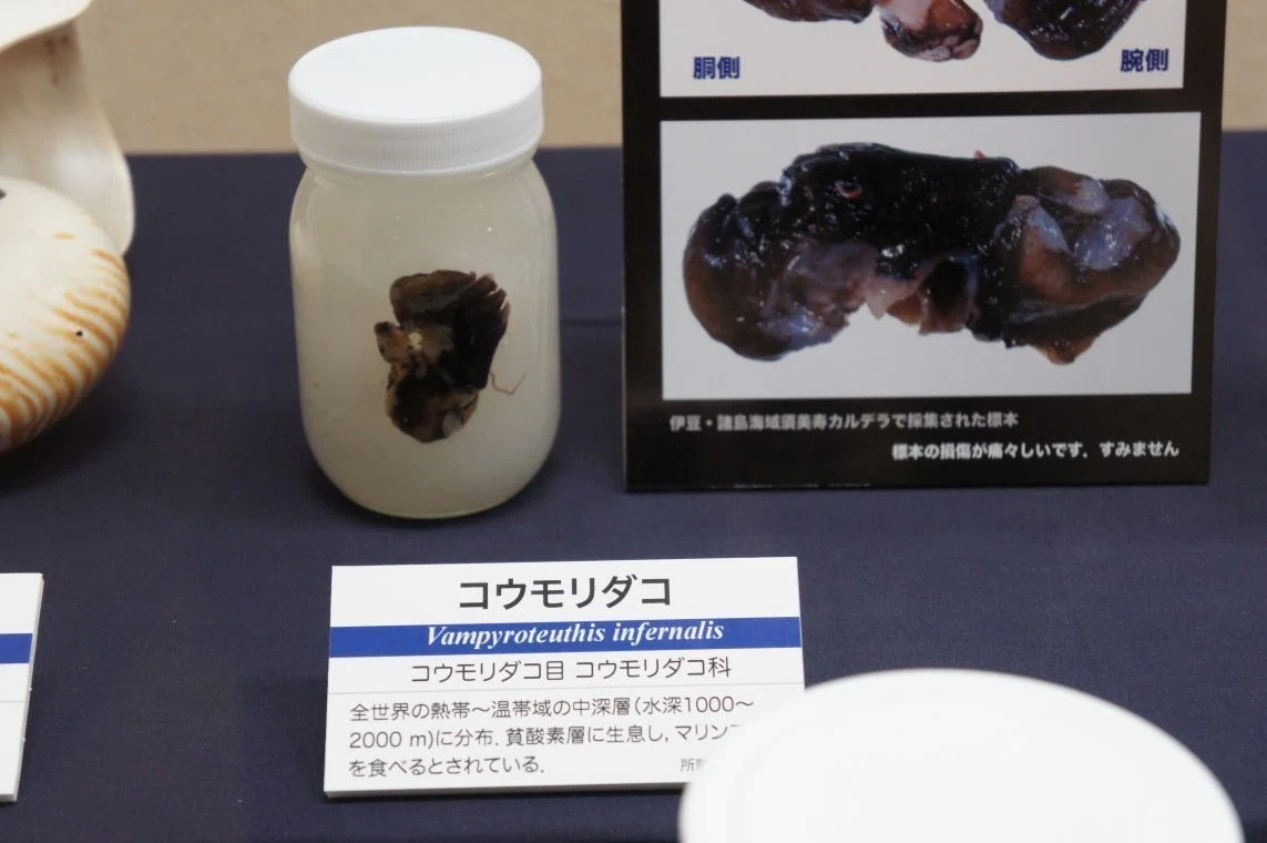 ハオコゼ 標本 化石 透明標本 しそちょう島自然史博物館第1回特別展「