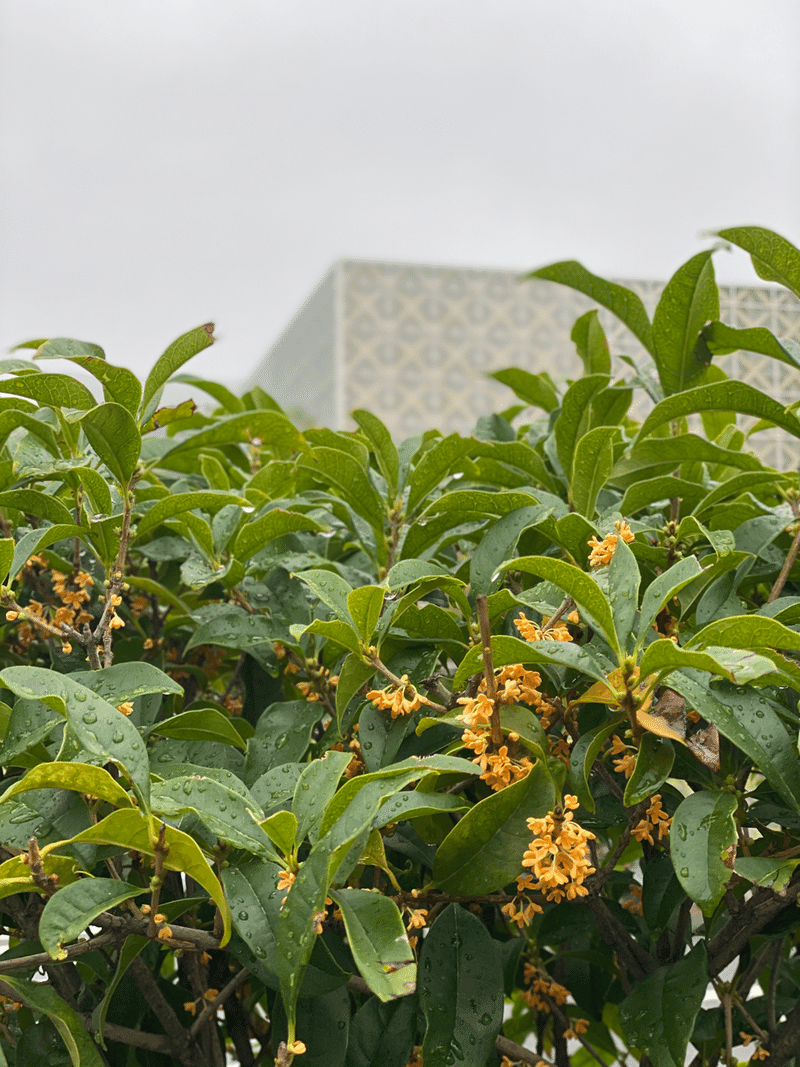 英語でfragrant Oliveっていうんだって そだね Note