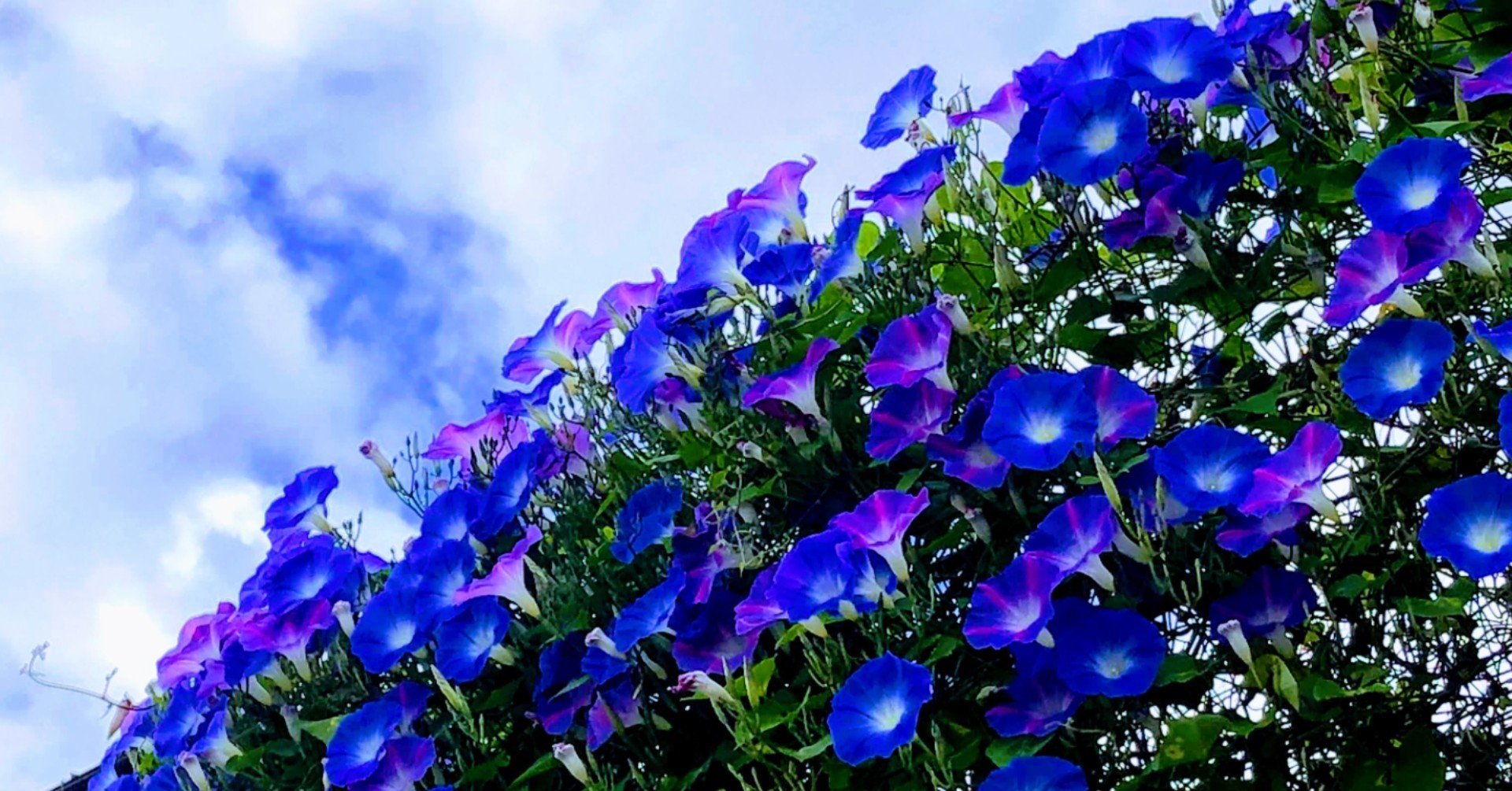 男同士の人間関係っていいなぁと思う鬱病女pizza Pizza Note