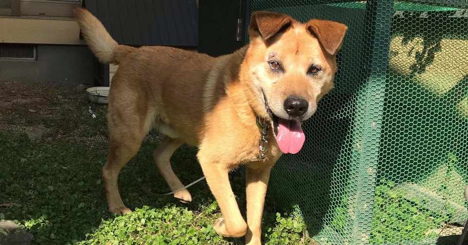 保護犬の預かりボランティア始めました わんぷす 預かりボランティア Note