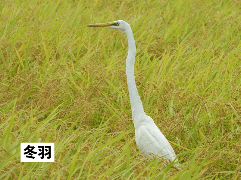 ダイサギ_冬羽