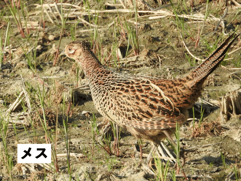 身近で気になる野鳥ランキング Best５０ 浜松科学館 みらいーら