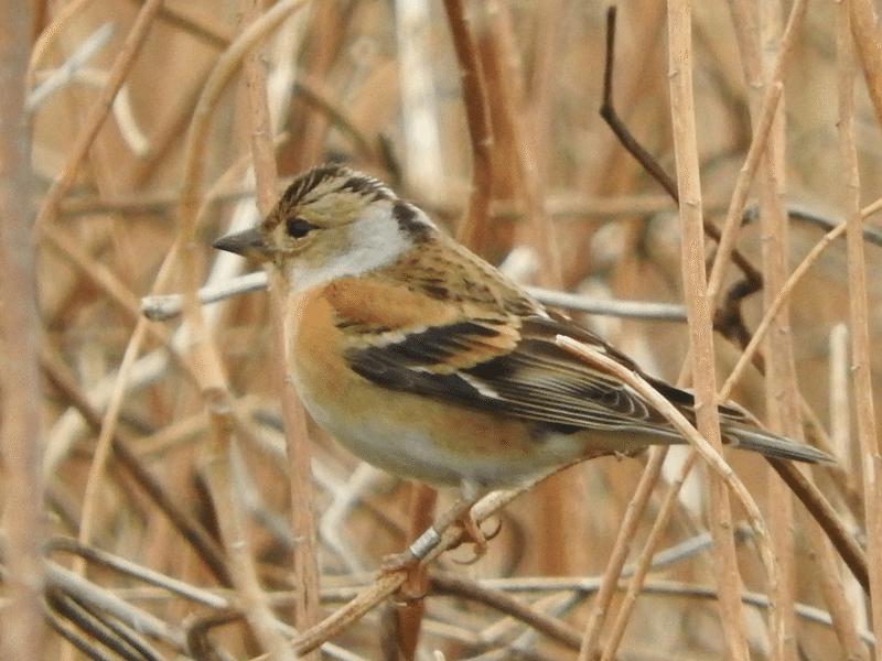 身近で気になる野鳥ランキング Best50 浜松科学館 みらいーら 身近で気になる野鳥ランキング Best50 浜松科学館 みらいーら