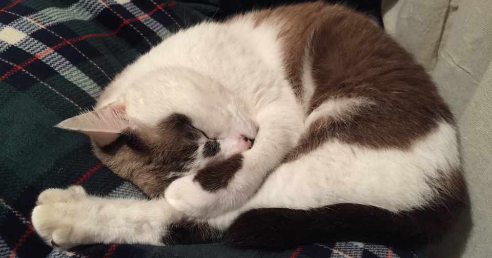 おすすめ猫グッズ紹介 デオトイレ 匂わない袋 かじすきたまご Note