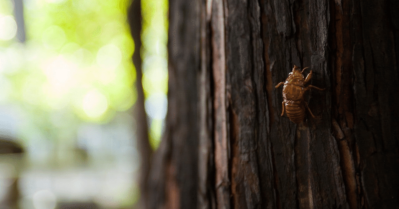 子どもを昆虫好きにさせるには 理科に強い子に育てたい Nyako Note