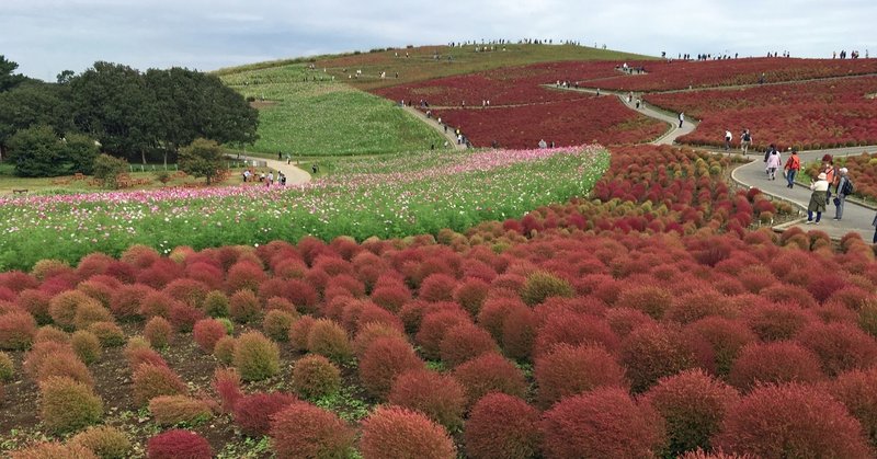 国営ひたち海浜公園のコキア 花と日々 Yas Note 国営ひたち海浜公園のコキア 花と日々 Yas Note