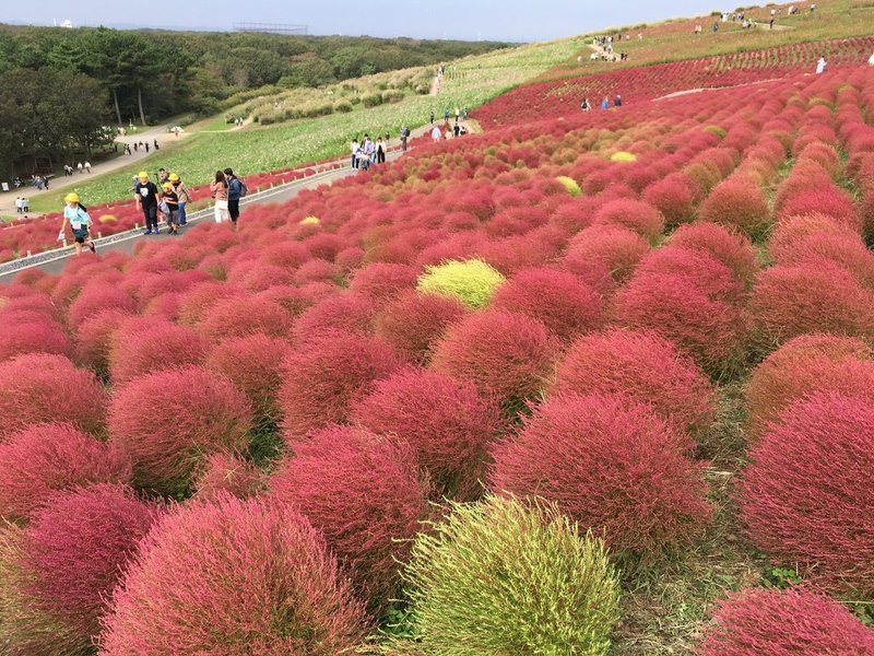 国営ひたち海浜公園のコキア 花と日々 Yas Note