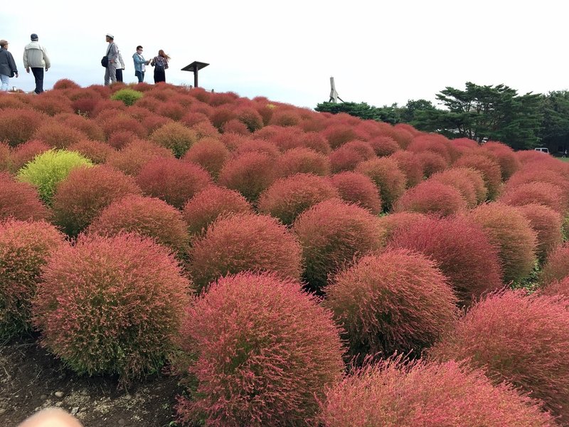 国営ひたち海浜公園のコキア 花と日々 Yas Note