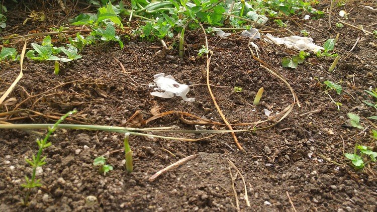 植付け翌週、早速ニンニクが発芽してました。今年は気温低めなのでいいタイミングだったってことかな。