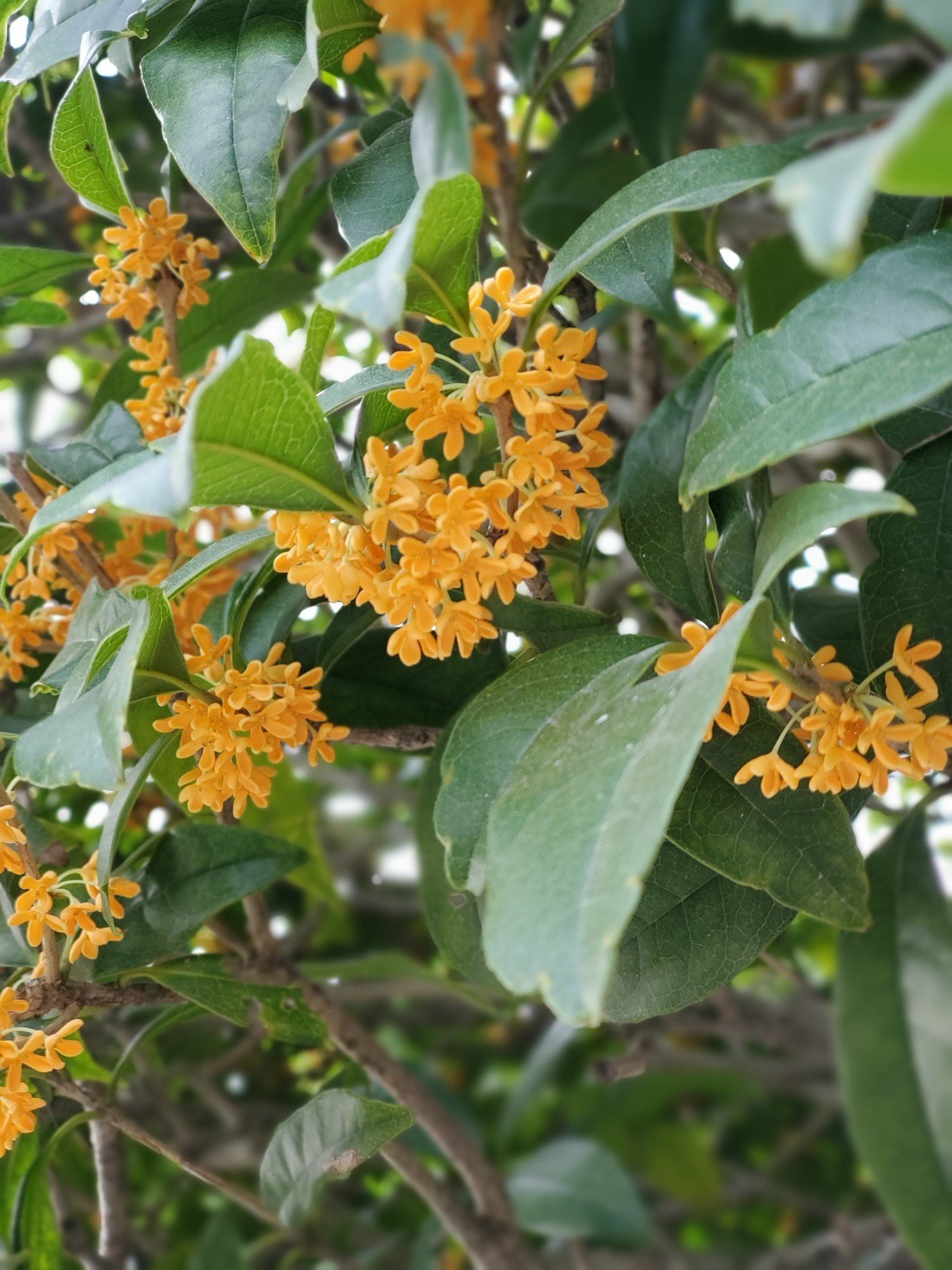 金木犀 Chibasan Note