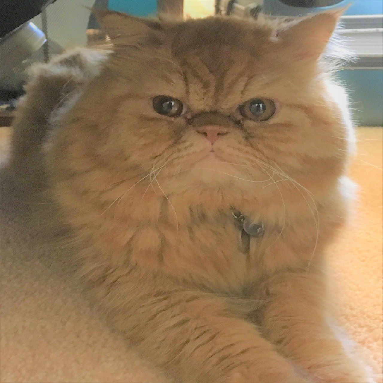 No 18 ぶさかわ猫の置物 作成編 Nao 陶芸主婦 Note