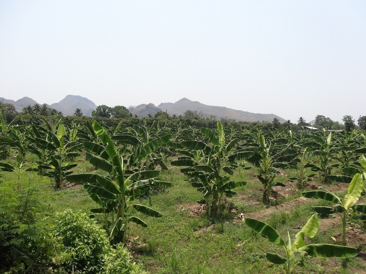 タイ カンチャナブリーにおける国境貿易の現状 マンボウ Note