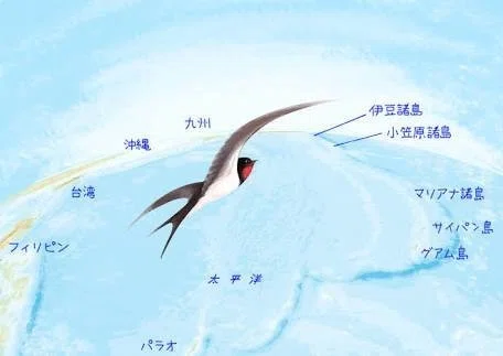 第1301回 渡りをする鳥|翆野 大地