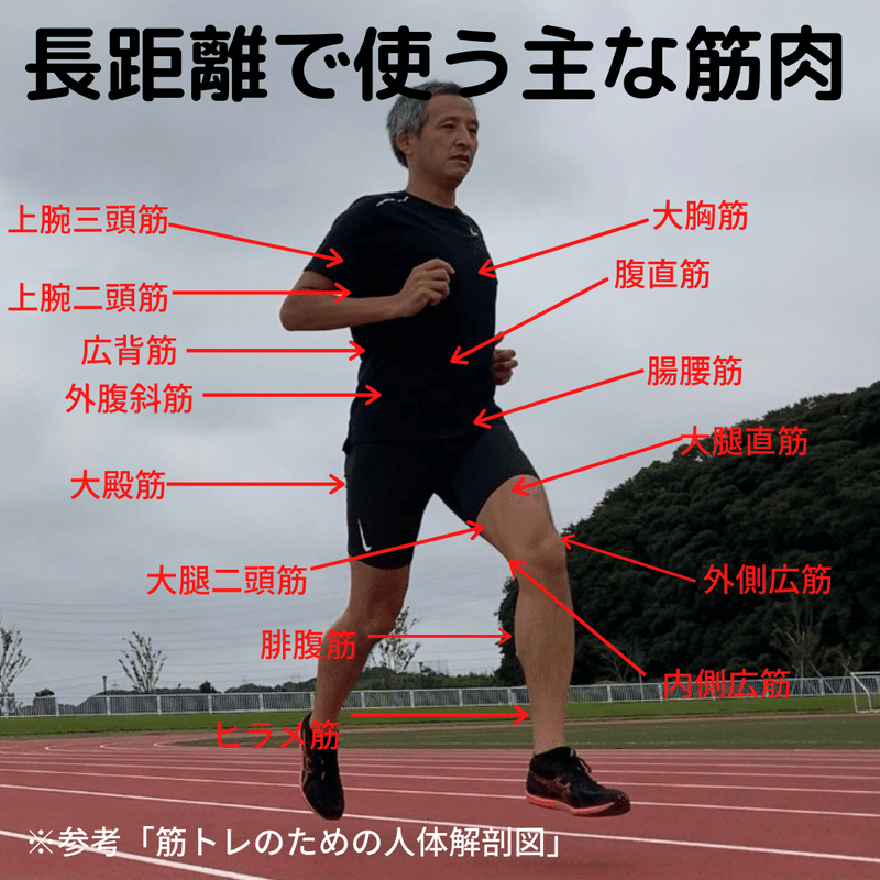 筋肉の使い方が違う 短距離と長距離を走る時の筋肉の使い方を調べてみた Kenkitano Running College ランニングカレッジ Note 筋肉の使い方が違う 短距離と長距離を走る時の筋肉の使い方を調べてみた Kenkitano Running College ランニングカレッジ Note