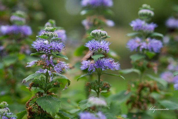 玉状に紫の花が、密集して咲くだんぎくは、9月から１０月にかけてが見頃です。