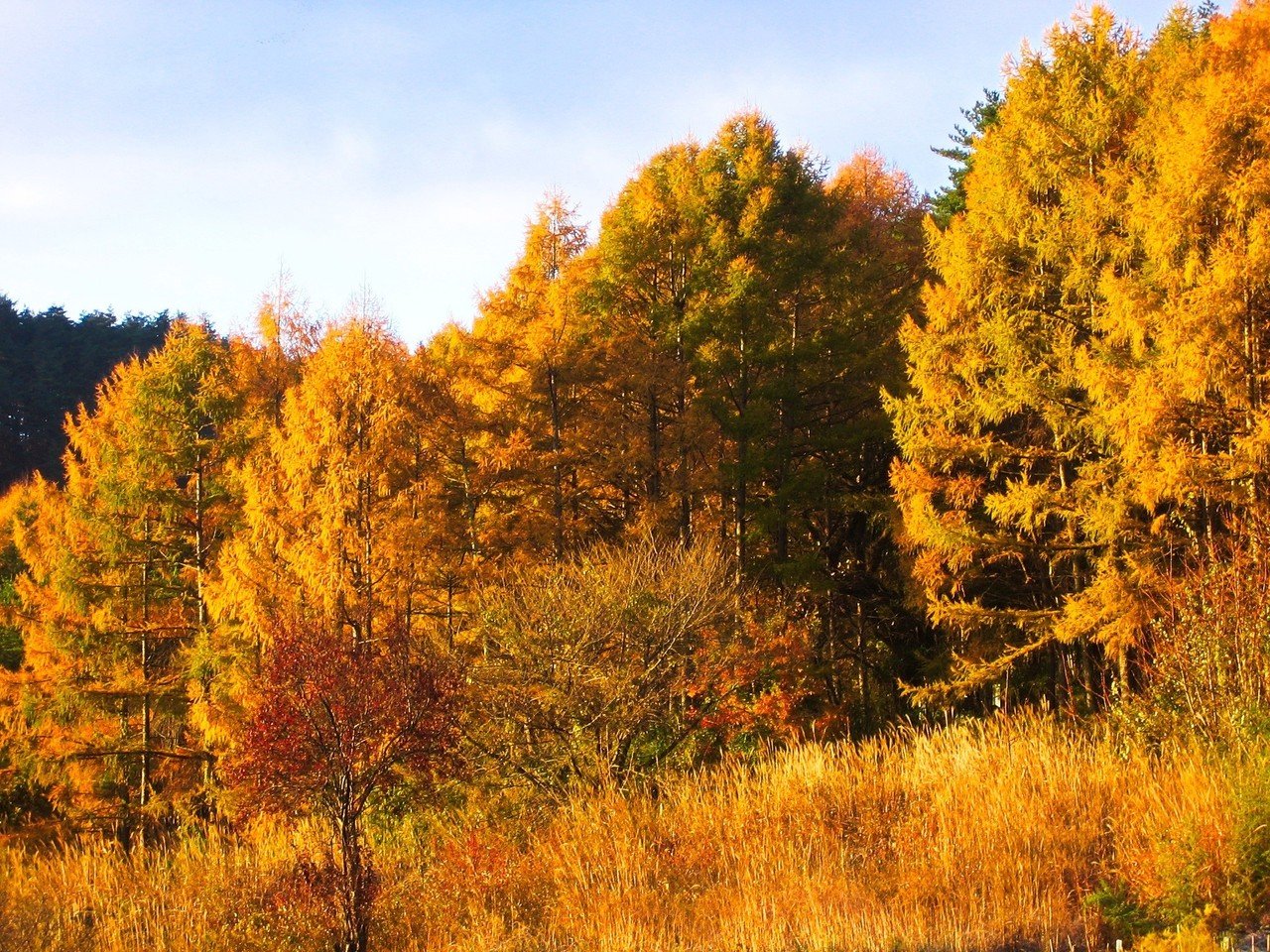 唐松 カラマツ について 長野県の齋藤木材工業 Note 唐松 カラマツ について 長野県の齋藤木材工業 Note