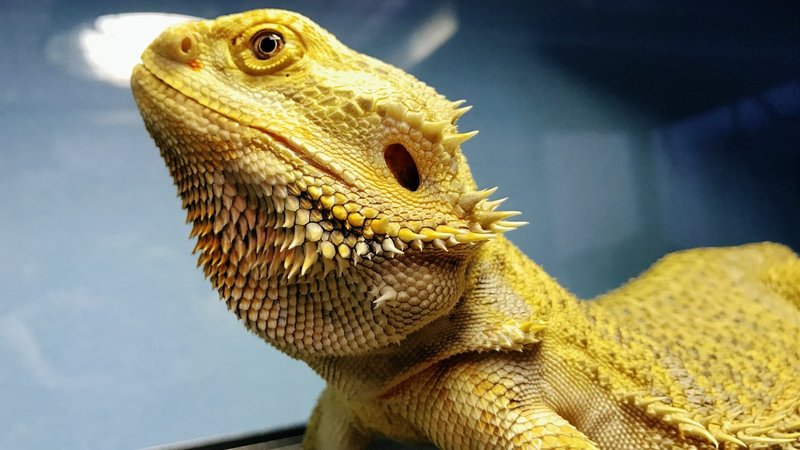 爬虫類を飼えばビジネススキルが成長するかもしれない話 ノースサンド Note 爬虫類を飼えばビジネススキルが成長するかもしれない話 ノースサンド Note