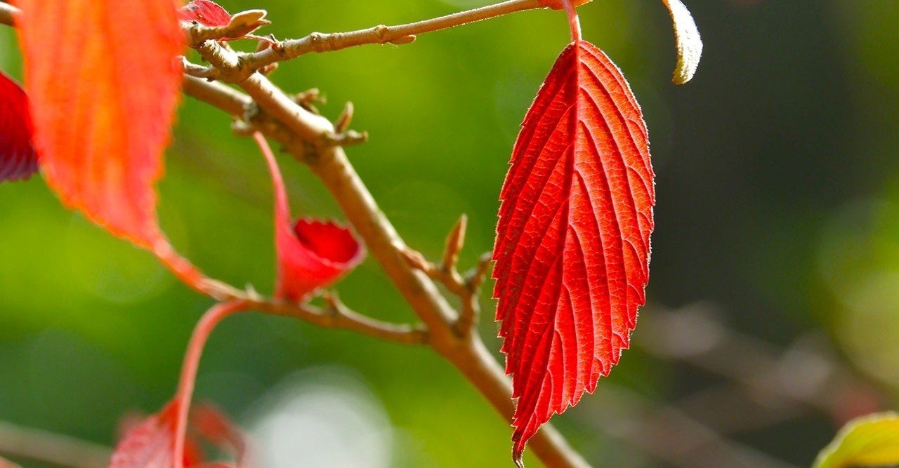 名刺代わりの小説10選 を考えてみたら 意外にも 私 を再発見した気分に 真帆 沁 mahoshin 文筆家 note