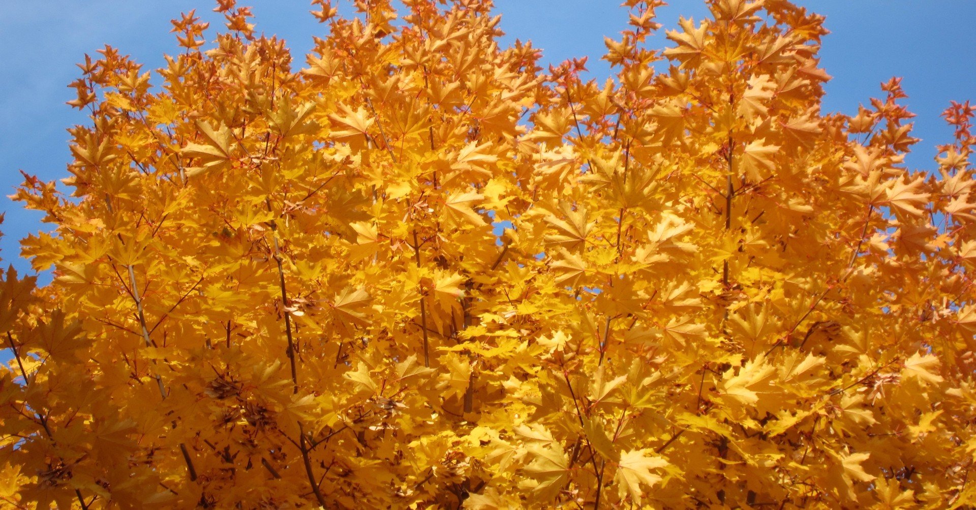 モスクワより黄金の秋 チェブラーシカ Note