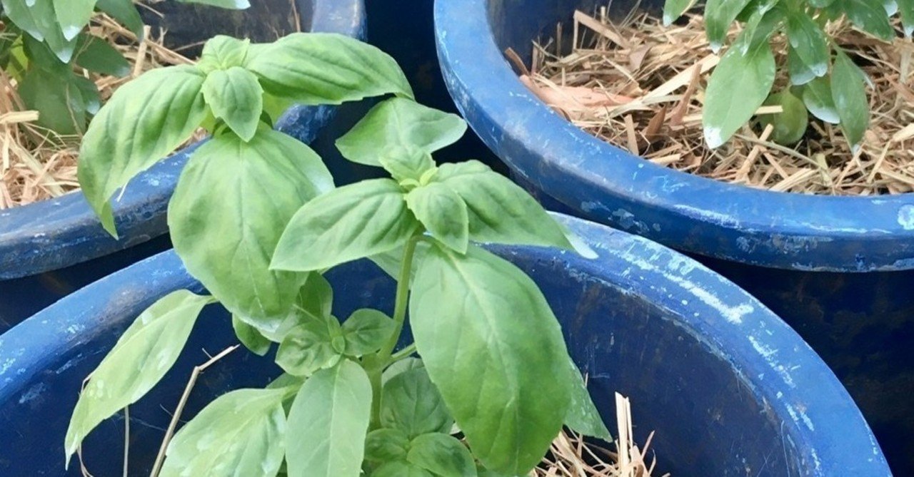 バジル栽培履歴 終了 宮古島のフリーランス農家 はせがわまき くるぶし農園 Note バジル栽培履歴 終了 宮古島のフリーランス農家 はせがわまき くるぶし農園 Note