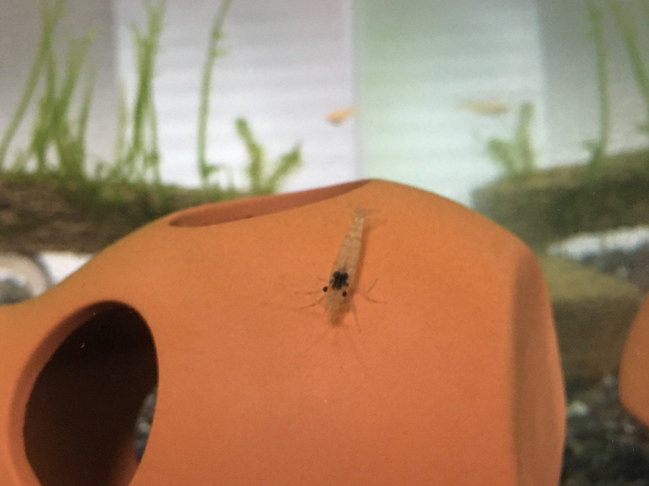 No 52 ミナミヌマエビの体色 水槽初心者 Note No 52 ミナミヌマエビの体色 水槽初心者 Note