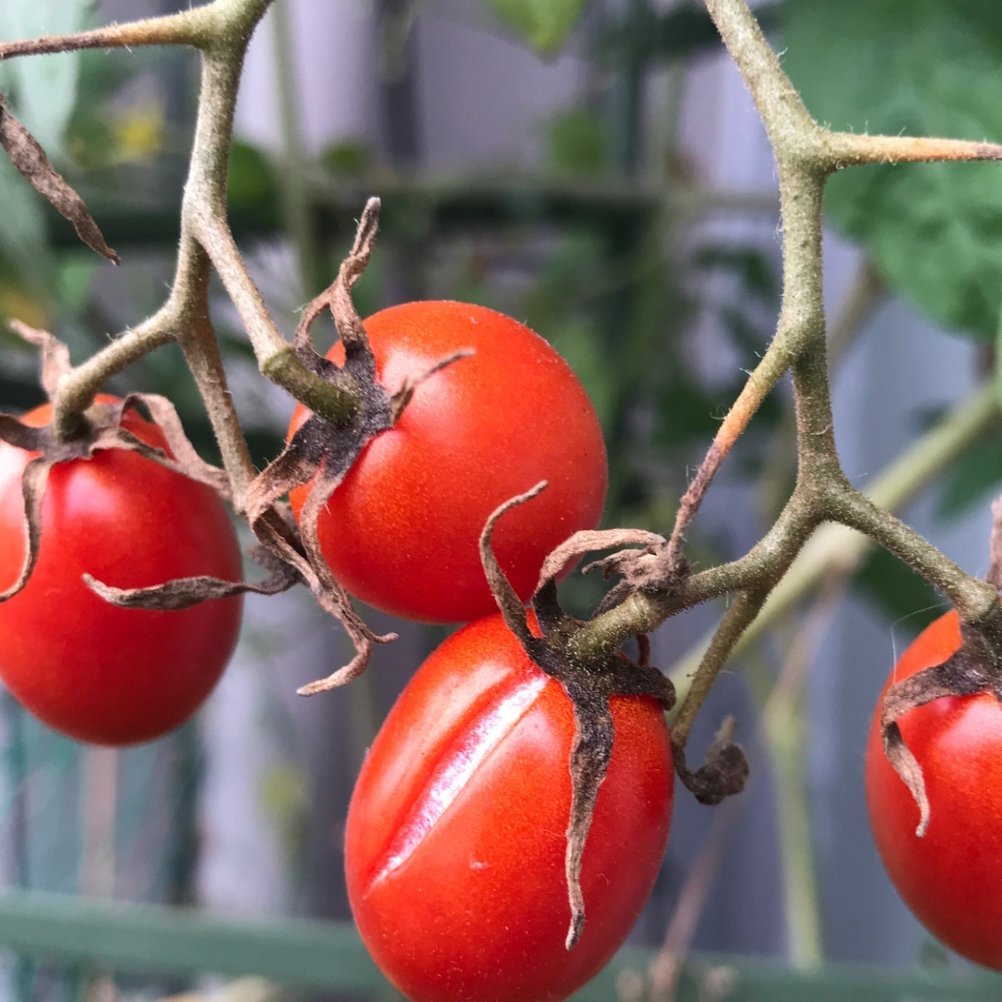 畑】ゆるやかにミニトマトフィーバー中です🍅｜ゆこ(ぺんぎん丸)