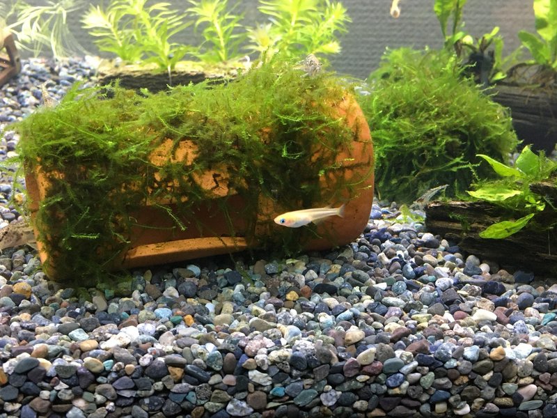 No 52 ミナミヌマエビの体色 アクアポニックス 水槽初心者 Note