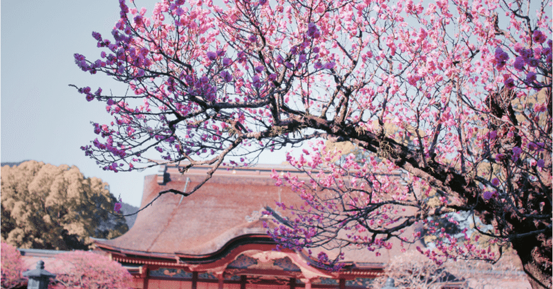 【初心者フォトグラファー向け】VSCOで桜を綺麗にするリタッチ法