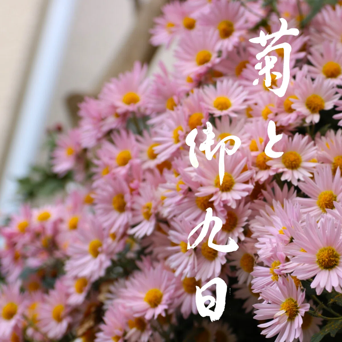 【季節の祭】菊と御九日|ちむと書